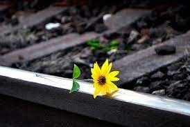 Glad sommar